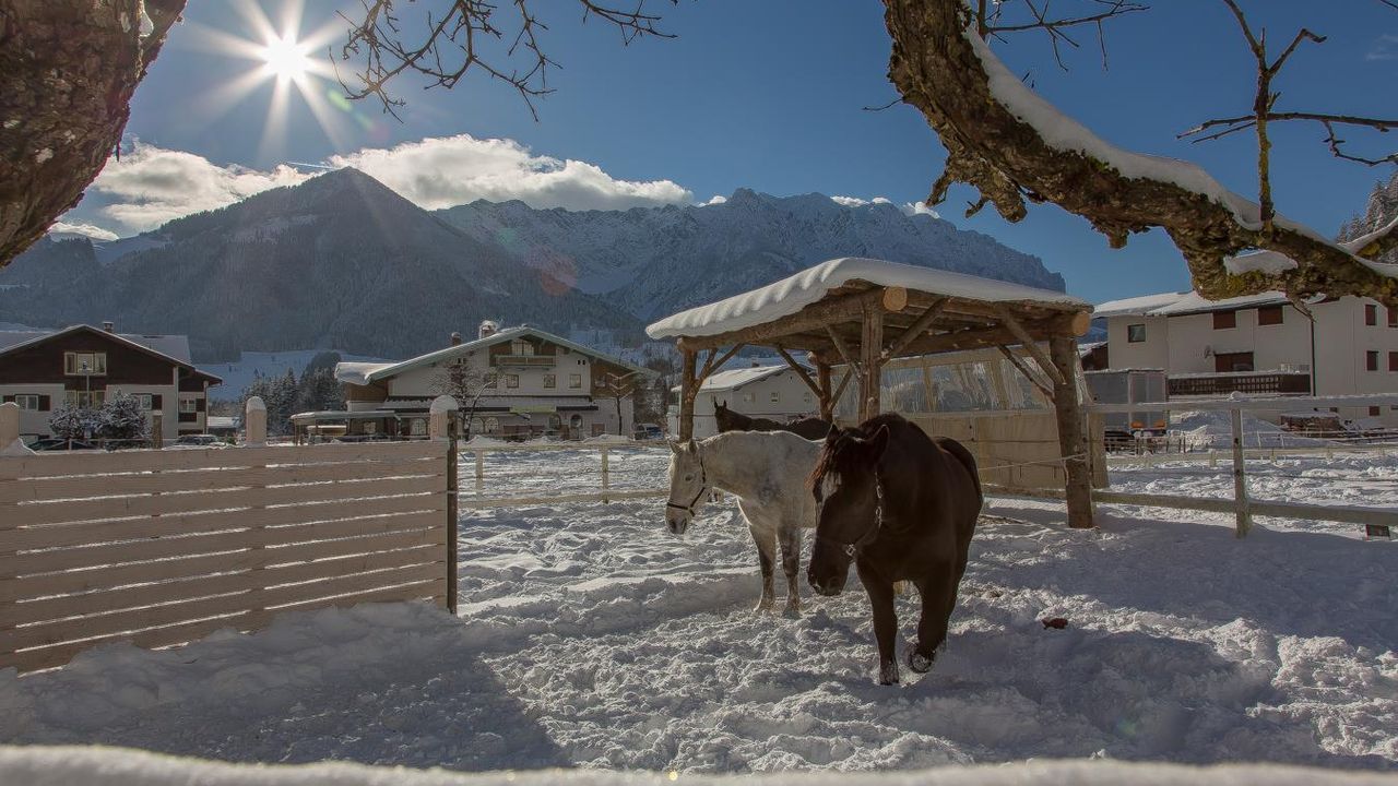 Winter mit Pferd Winter mit Pferd